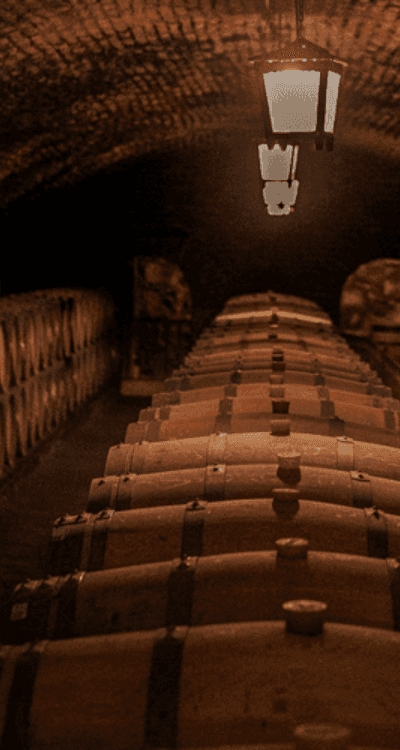 Tenuta San Guido: l'eccellenza di Bolgheri