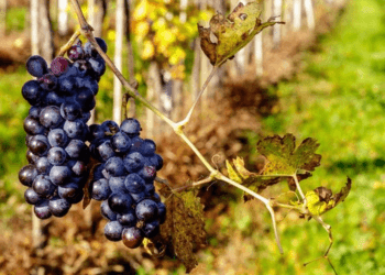 Produttori di Amarone Valpolicella Classico Riserva