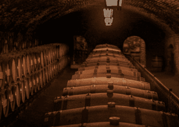 Tenuta San Guido: l'eccellenza di Bolgheri