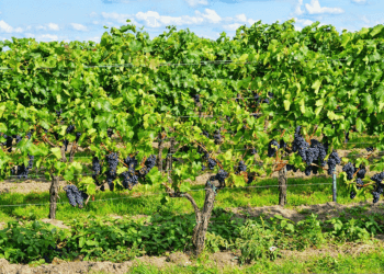 Borgogna: Il Cuore Battente del Terroir