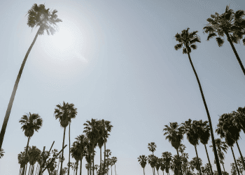 California: Il Gigante Vitivinicolo degli Stati Uniti