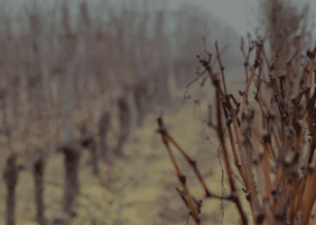 Il tempo come ingrediente: leggere un vino in transizione
