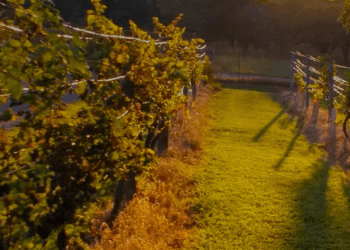 Cosa bere a inizio primavera 