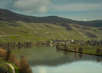 Differenze tra i Riesling della Mosella