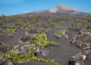 Vini delle Canarie: guida alle isole, vitigni e stili
