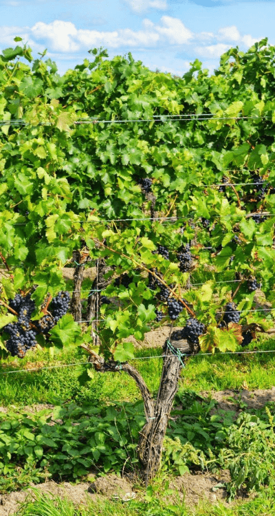 Borgogna: Il Cuore Battente del Terroir