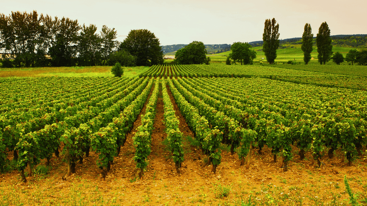 Scopri i vini della Borgonga