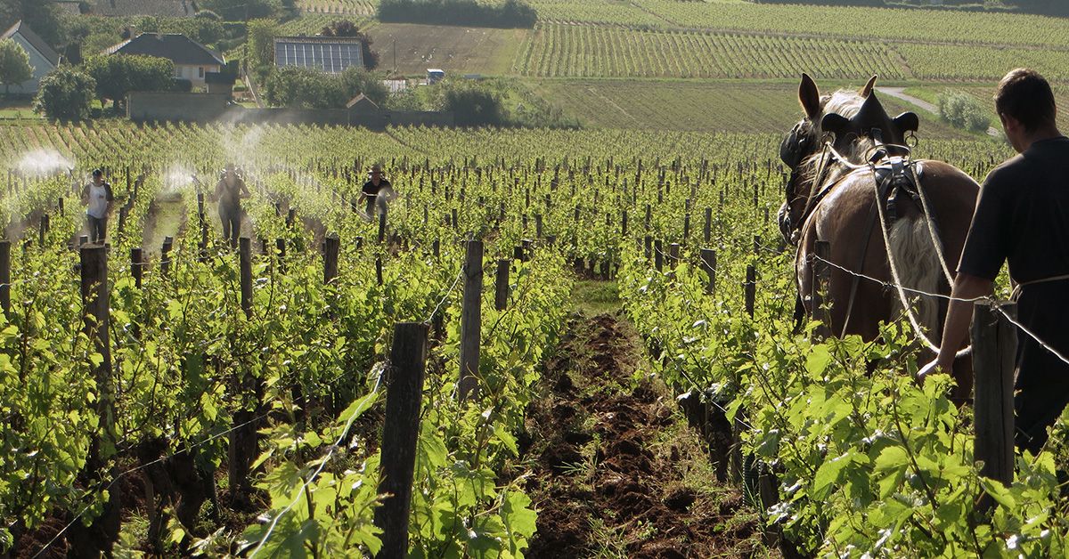 Domaine d'Auvenay