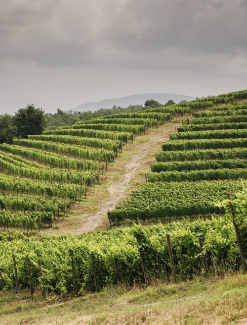 Barolo Riserva: Cosa Rende Speciali le Annate Storiche?