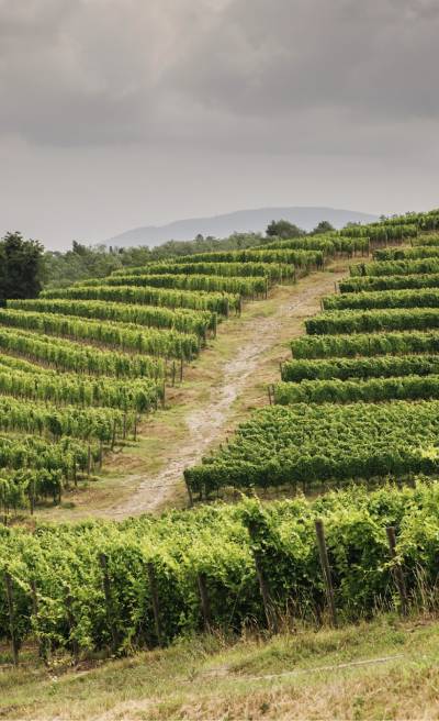  Perché il formato da 750 ml è lo standard delle bottiglie di vino?