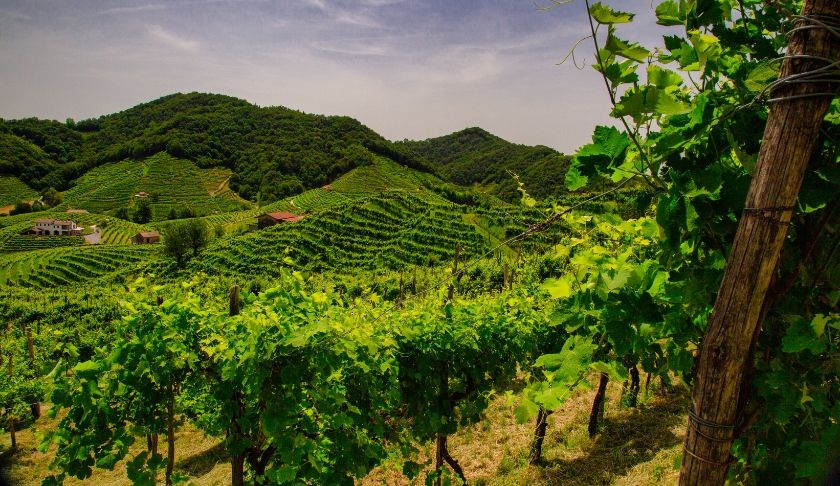 Prosecco
