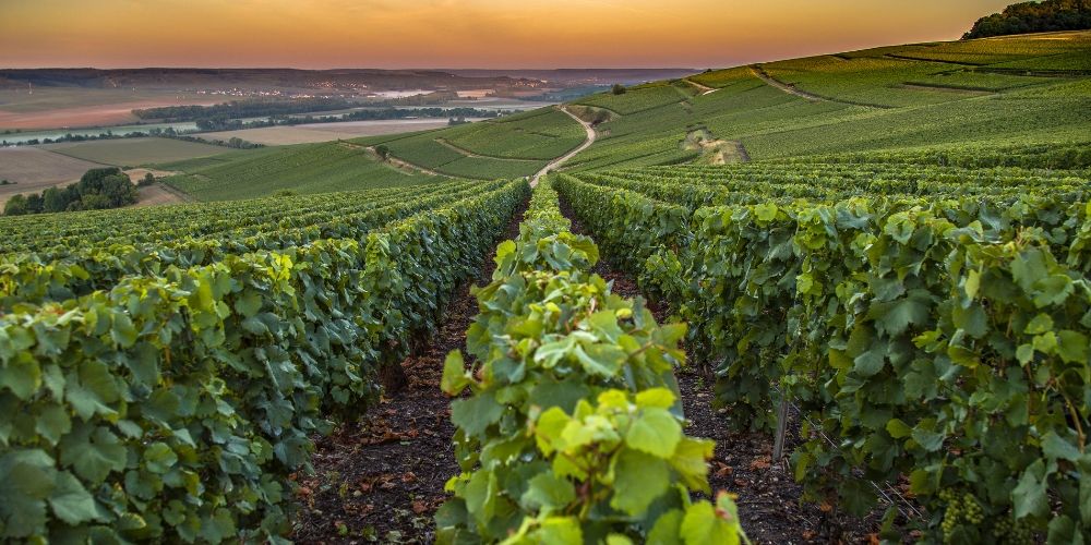 Côte des Blancs e Montagne de Reims