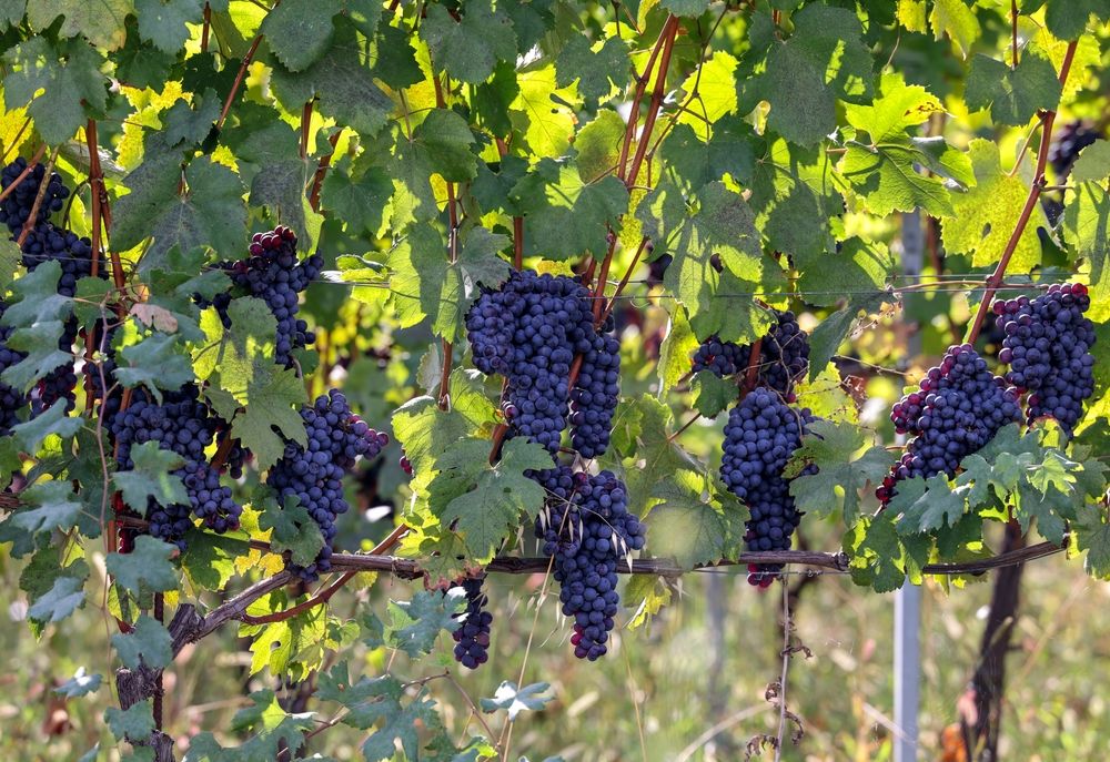 Nebbiolo