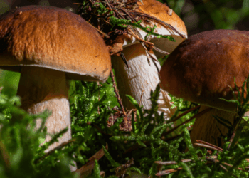 Abbinamento vino e funghi: guida per l’autunno