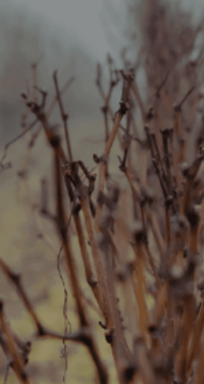 Il tempo come ingrediente: leggere un vino in transizione