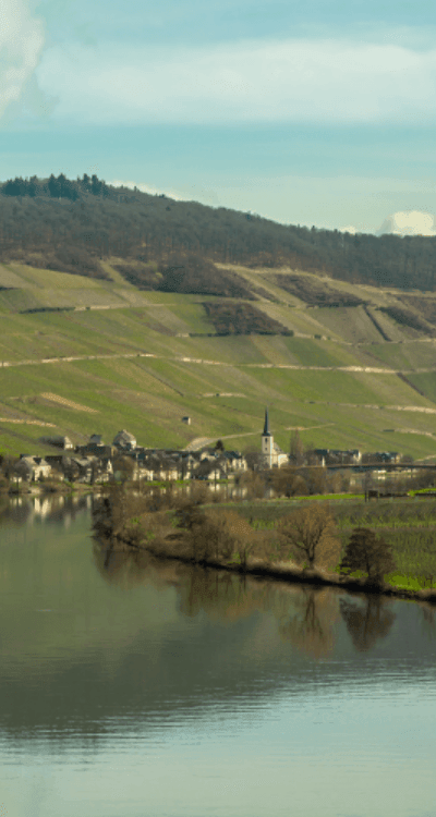 Differenze tra i Riesling della Mosella