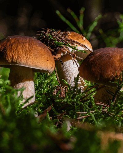 Abbinamento vino e funghi: guida per l’autunno