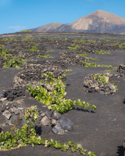 Vini delle Canarie: guida alle isole, vitigni e stili