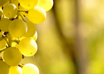 Vendemmia biodinamica e naturale: un nuovo paradigma enologico