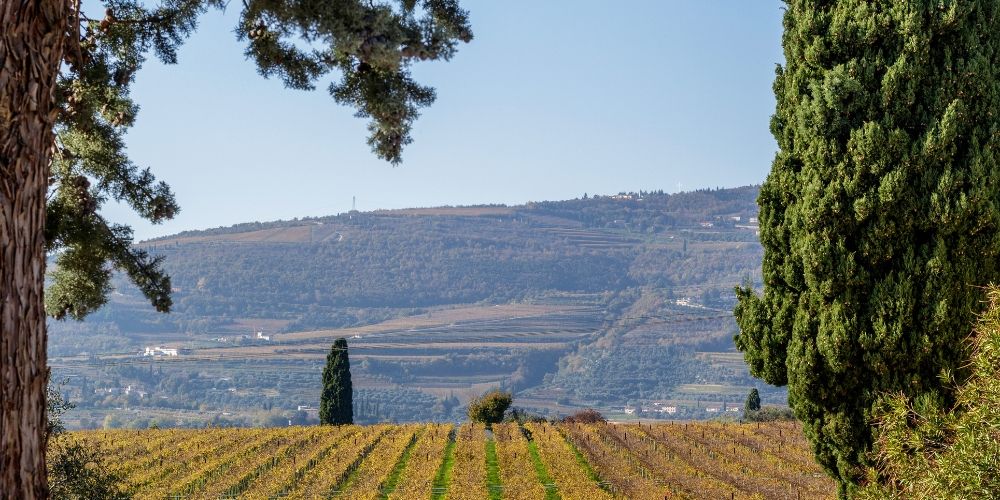 Valpolicella