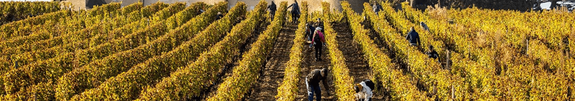 sauternes